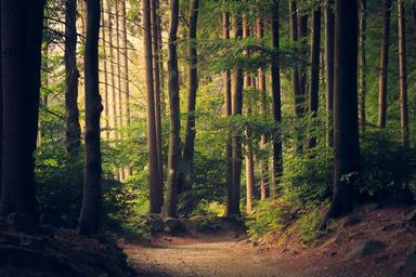 Une forêt plantée par les Français d’Amérique du Nord