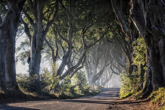 Game of Thrones® - The Dark Hedges - The Kingsroad