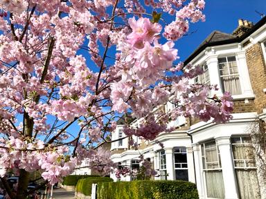 Printemps fleurs Londres