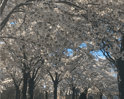 les cerisiers en fleurs de Langelinie à Copenhague où se déroule le Copenhagen Sakura Festival.