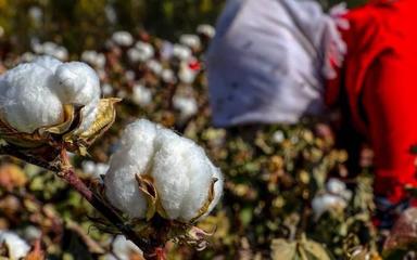 Les ouïghours qui travaillent dans un champs de coton