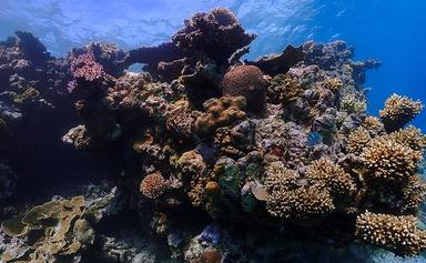 la grande barrière d'Australie