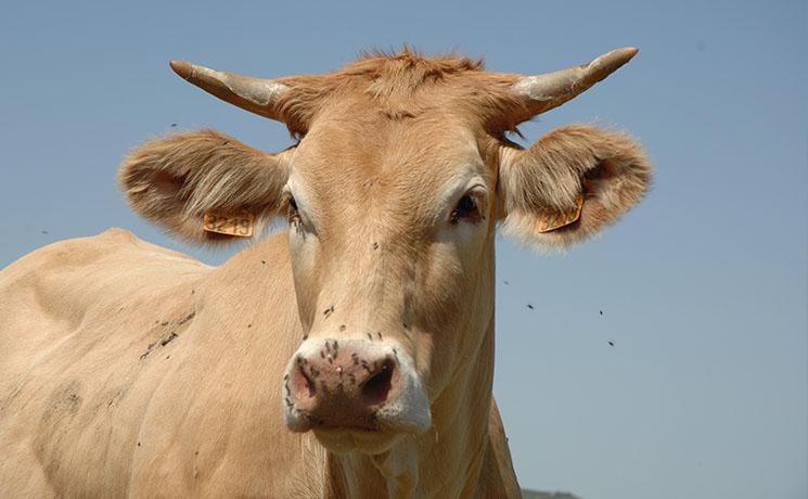 une vache en Nouvelle-Zélande 