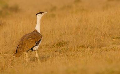 Une outarde à tête noire, l'oiseau qui pose problème pour les objectifs d'énergie solaire et éolienne en Inde