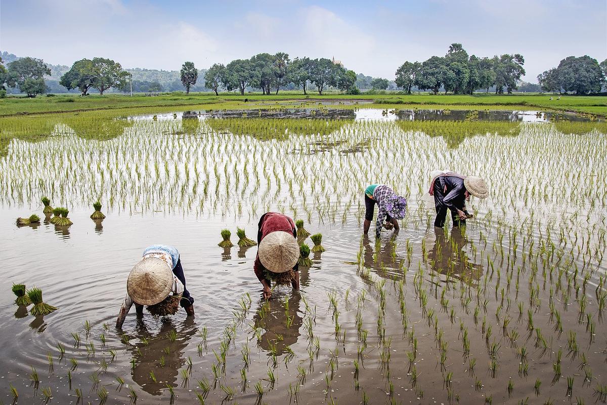 Les rizières au Vietnam en temps de Covid-19