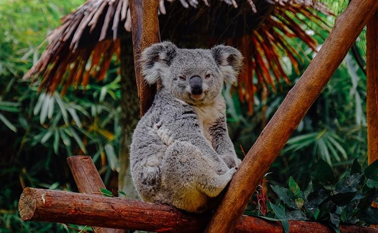 koala sur une branche