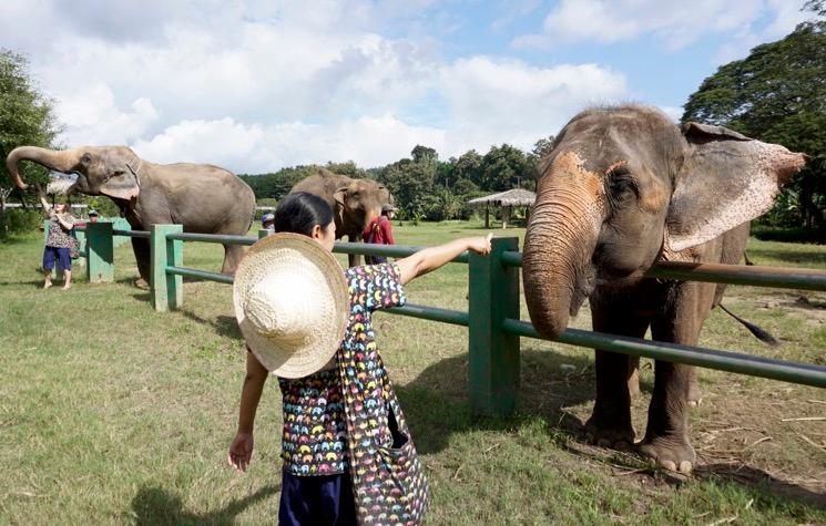 Une touriste avec un éléphant à Chiang mai 