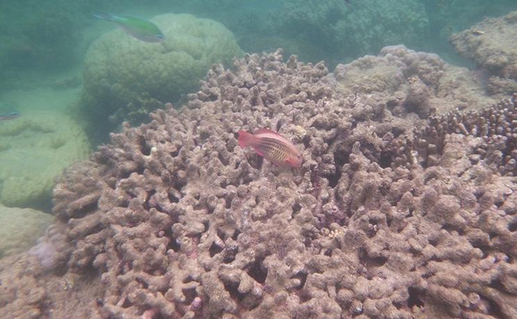 Grand récif de corail Australie