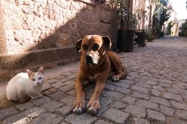 un chien et un chat rue Turquie