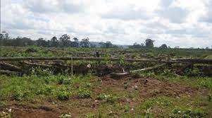 Déforestation au Cambodge