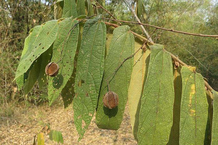 Colona_auriculata Preal, un arbuste multifonctions du Cambodge