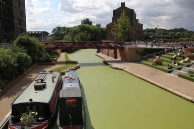 Regent's Canal recouvert de lentilles d'eau