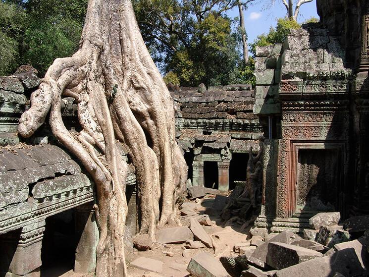 Racine de faux fromager au Ta Prohm