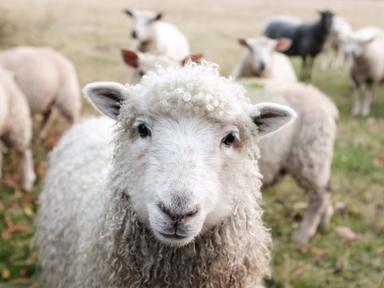 Un mouton avec son troupeau