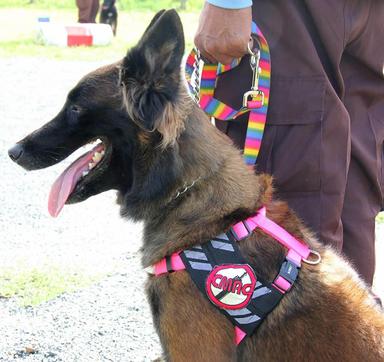 un chien cambodgien renifleur de covid