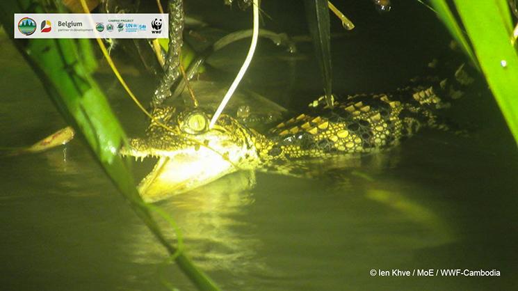 Bébés crocodiles du Siam découverts au Cambodge