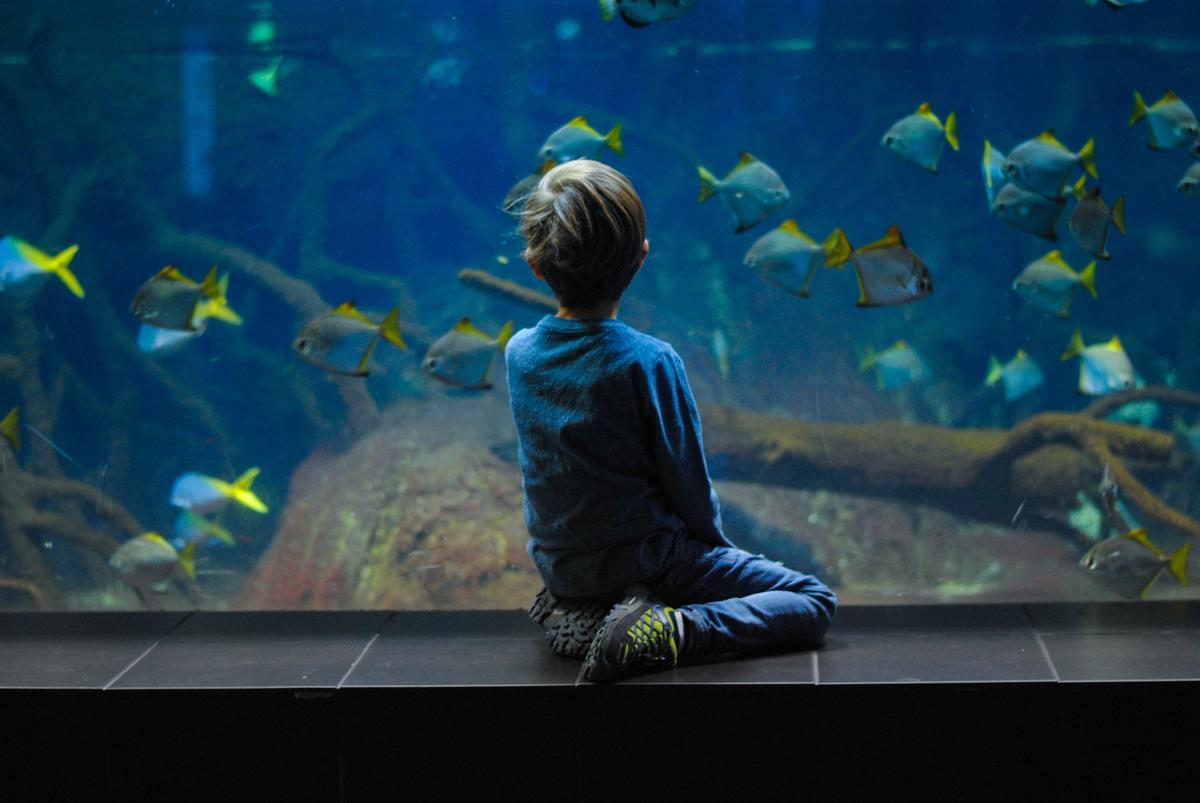 Enfant de dos à l'aquarium de Berlin