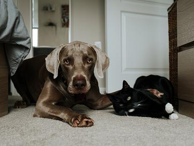 un chien et un chat jouent sur la moquette d'un appartement 