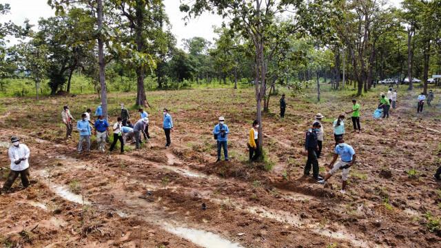 Plantation de bois de rose au Cambodge