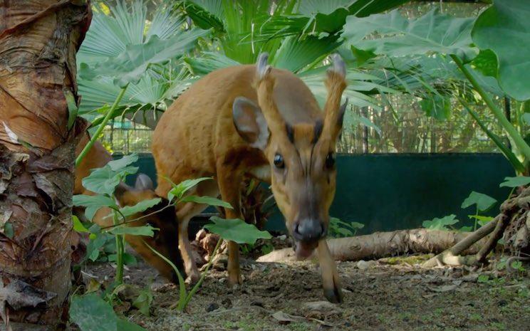 cerf aboyeur à Hong Kong