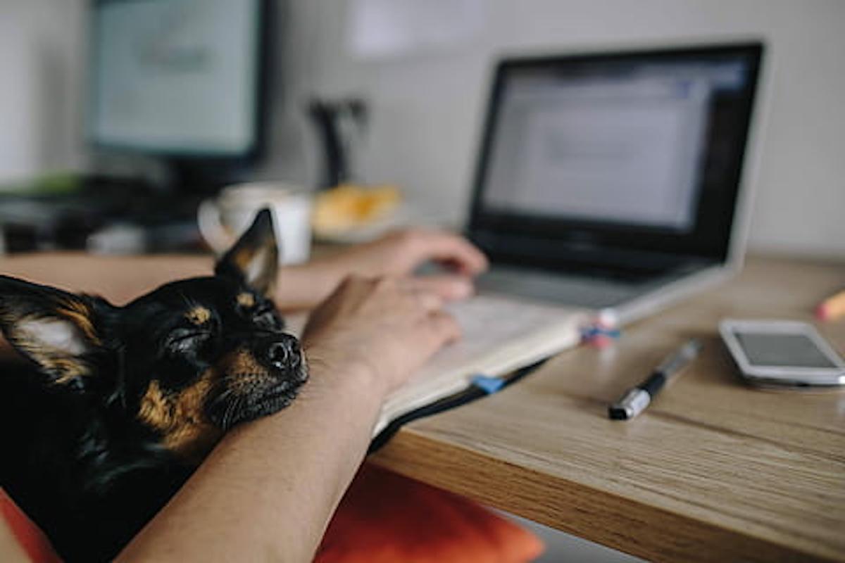 Chien posé sur le bras de son maître pendant qu'il travaille