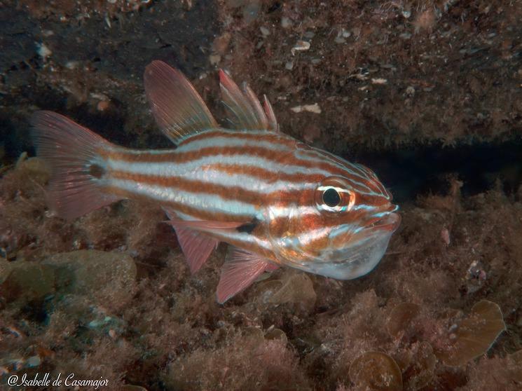 Busselton  - Cardinalfish