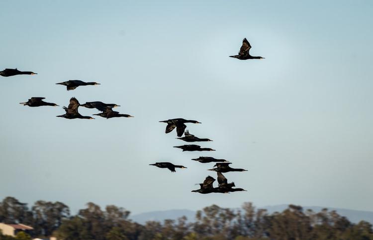 Des oiseaux en train de voler dans le ciel