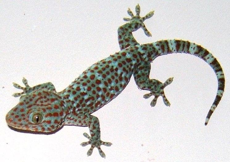 Tockay indonesie gecko