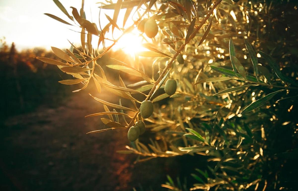 Une branche d'olivier au coucher de soleil