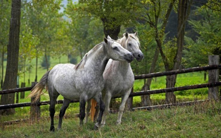 poneys connemara