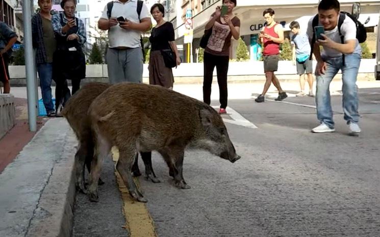 sanglier dans les rues de Hong Kong