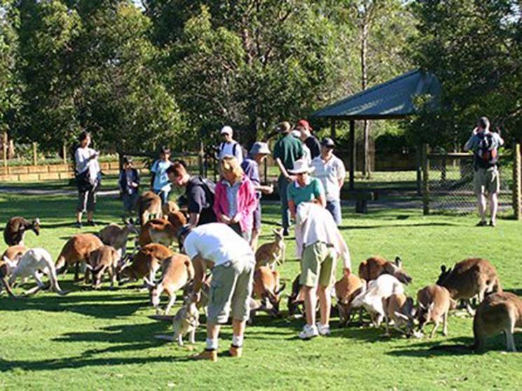 Whiteman - Caversham wildlife park