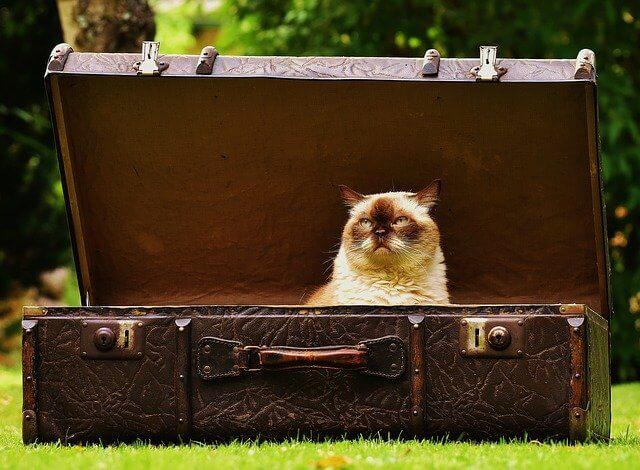 Valise avec un chat