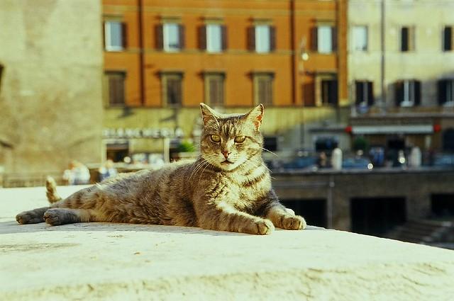 Un chat à Rome