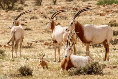 GAZELLE PARC DE BOUHEDMA