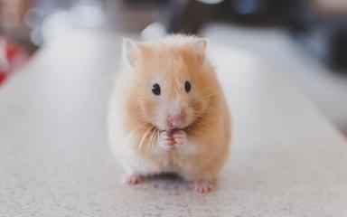 hamster à Hong Kong