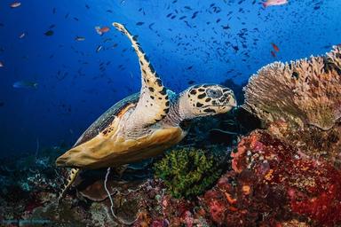 Tortue dans les fonds marins de Florès