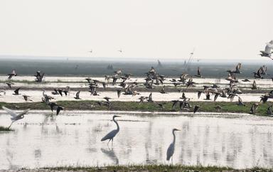 Les oiseaux du lac Chilika dans l'Odisha en Inde