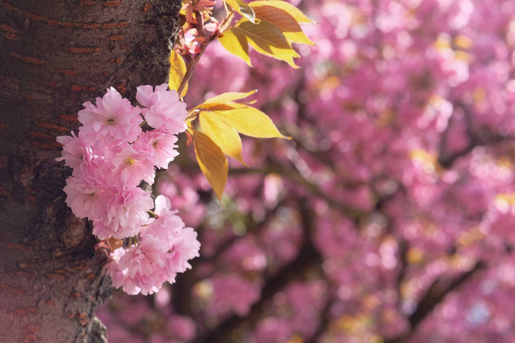 Cerisiers en fleur Japon 