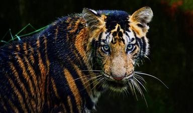 Le Vietnam peut-il devenir le nouveau tigre d'Asie ?