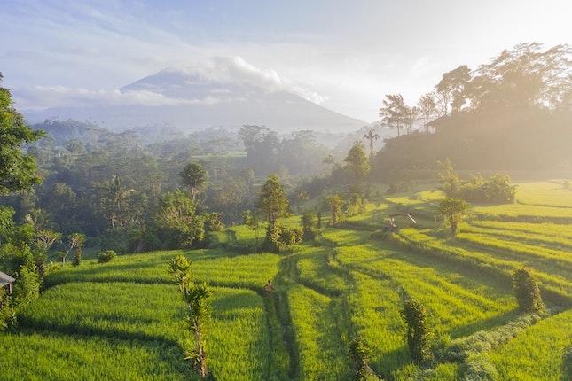 Vue du ciel sur les rizières de Bali