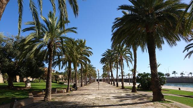 Une allée de palmiers à Palma de mallorca en espagne