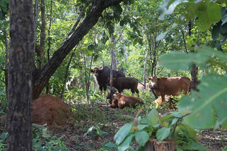 Deux gaurs aperçus a Preah Vihear