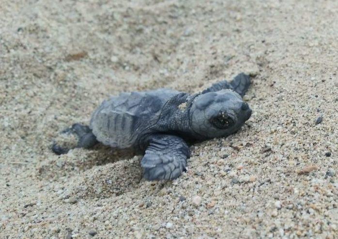 bebe tortue sur une plage de Catalogne