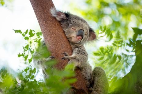 Un koala adulte dort sur une branche d'arbre en Australie