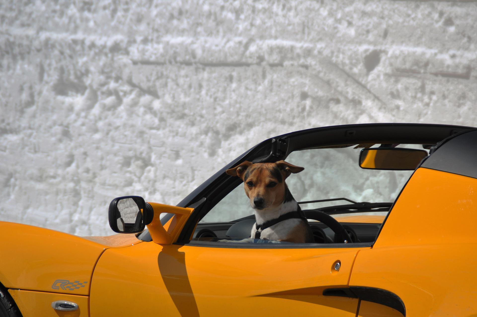 Chien dans une voiture de sport