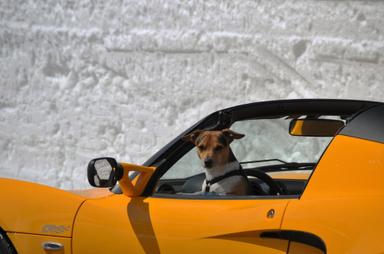 Chien dans une voiture de sport