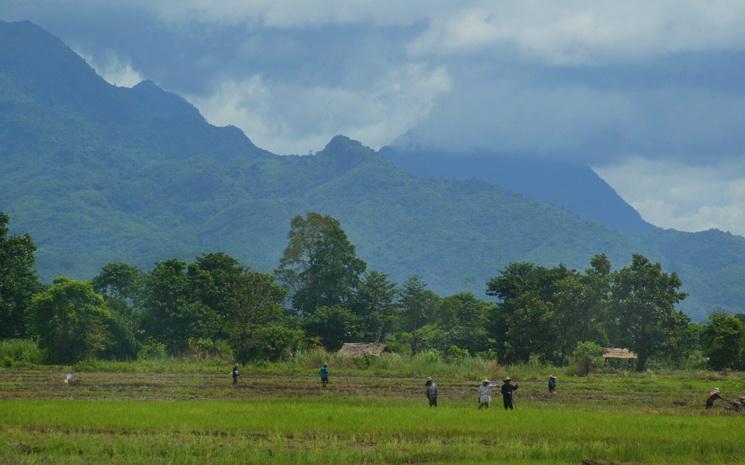 Un orage se prépare au dessus des rizières de Thaïlande 