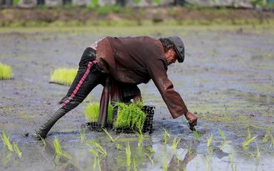 un paysan thailandais cultive du riz 