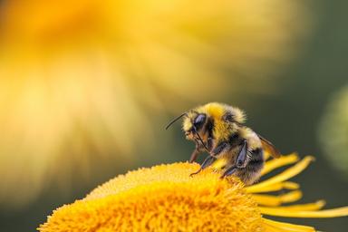 Les abeilles de Buckingham